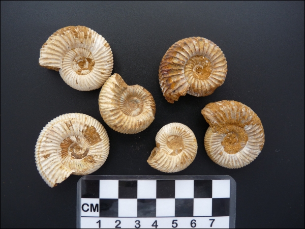Ammonite Madagascar 2-3cm mini