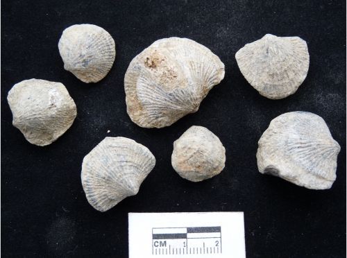 Brachiopods Ardennes 50 grams