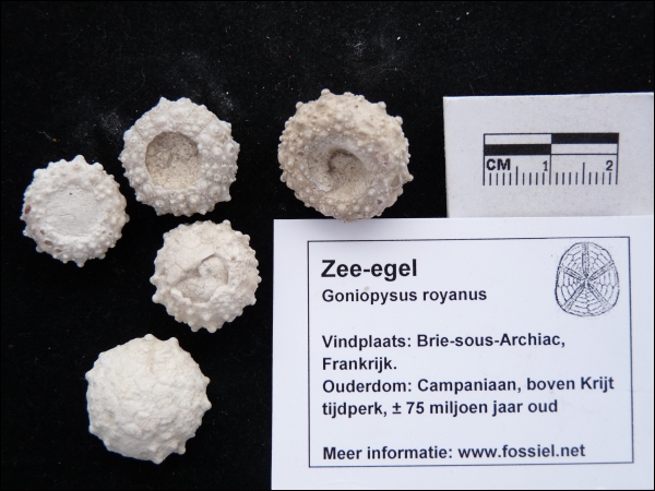 Zee-egel Goniopysus royanus