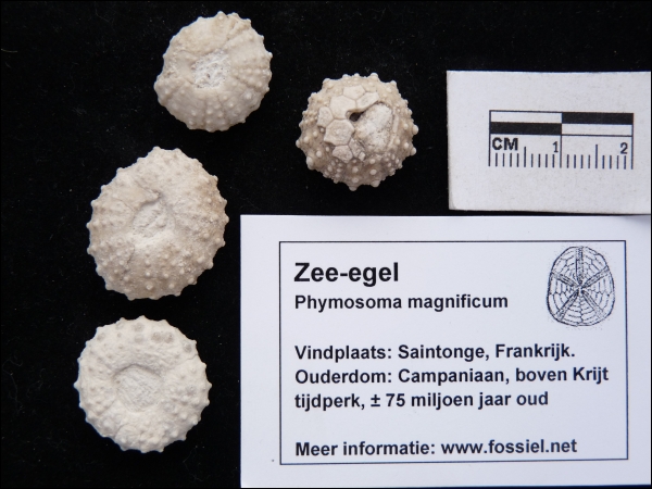 Sea Urchin Phymosoma magnificum klein