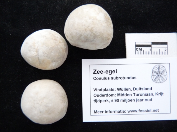 Zee-egel Conulus subrotundus groot