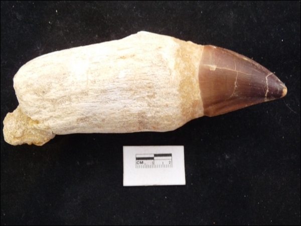Mosasaur tooth 13.8cm F1673