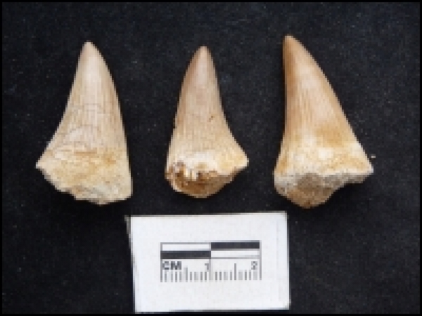 Platecarpus ptychodon 25-35mm