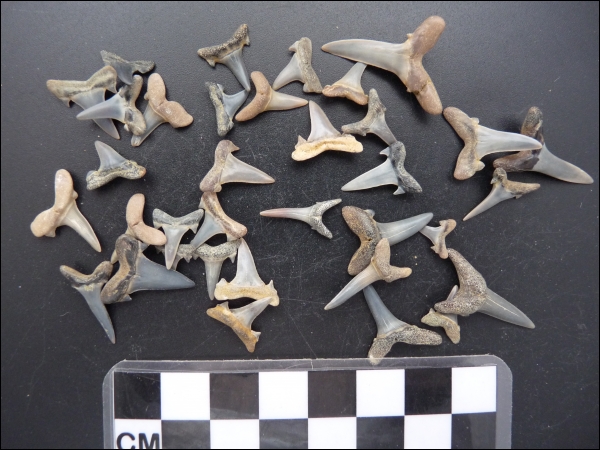 Shark teeth Oosterzele small 5x