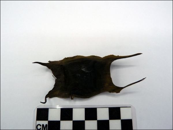 Egg case ray recent
