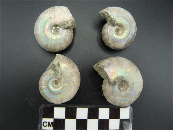 Iridescent ammonite Desmoceras 40-50mm
