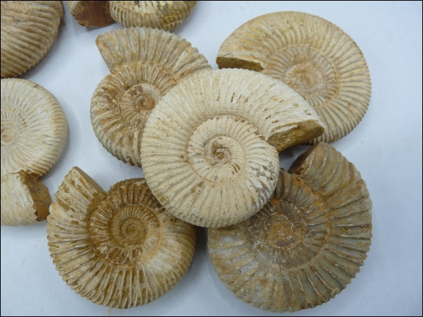 Ammonite Madagascar 60-70mm 10x