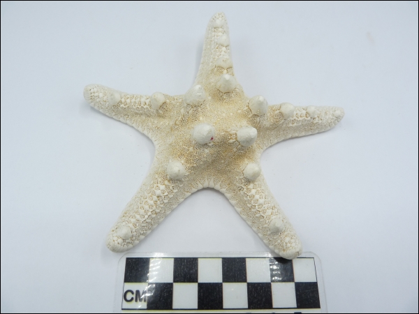 Starfish Protoreaster recent
