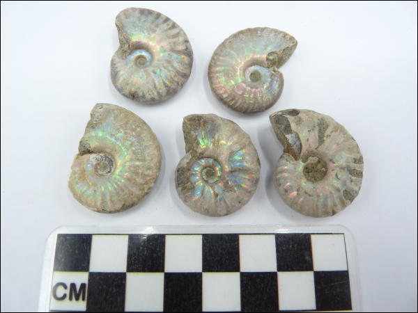 Iridescent ammonite Cleoniceras 30-40mm