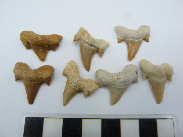 Shark tooth Otodus A 20-25mm