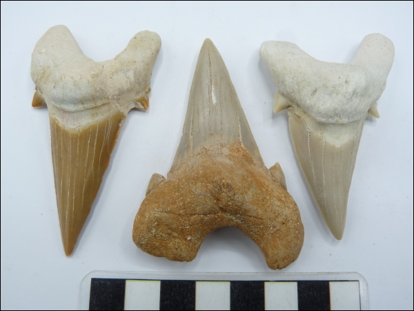 Shark tooth Otodus A 70-80mm