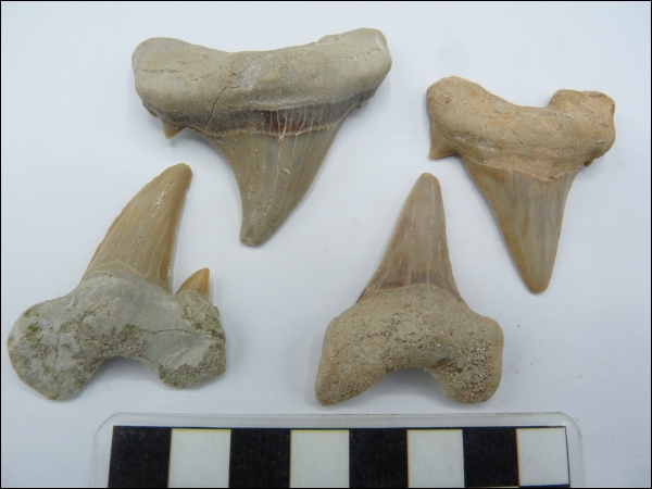 Shark tooth Otodus B 40-50mm