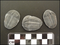 Elrathia trilobiet los A ±35mm