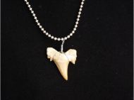 Pendant Shark tooth Otodus small