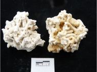 Dendrophyllia koraal groot