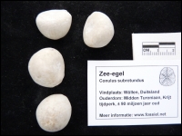 Zee-egel Conulus subrotundus klein