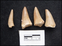 Platecarpus ptychodon 20-25mm