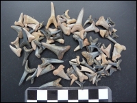 Shark teeth Oosterzele B small 25 grams