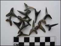 Shark teeth Antwerp small 4x