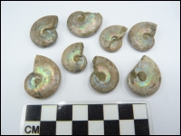 Iridescent ammonite Beudanticeras 20-30mm