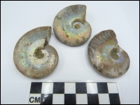 Iridescent ammonite Beudanticeras 50-60mm