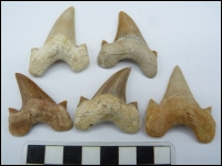 Shark tooth Otodus A 40-50mm
