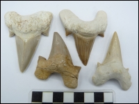 Shark tooth Otodus B 60-70mm