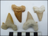 Shark tooth Otodus B 50-60mm