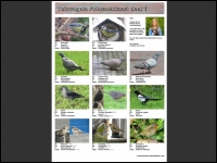 Tuinvogels deel 1 Florian's Fotozoekkaart geplastificeerd A4